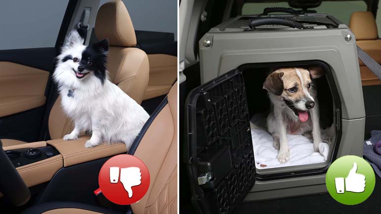 Πώς πρέπει να γίνεται η σωστή μεταφορά κατοικιδίου με αυτοκίνητο